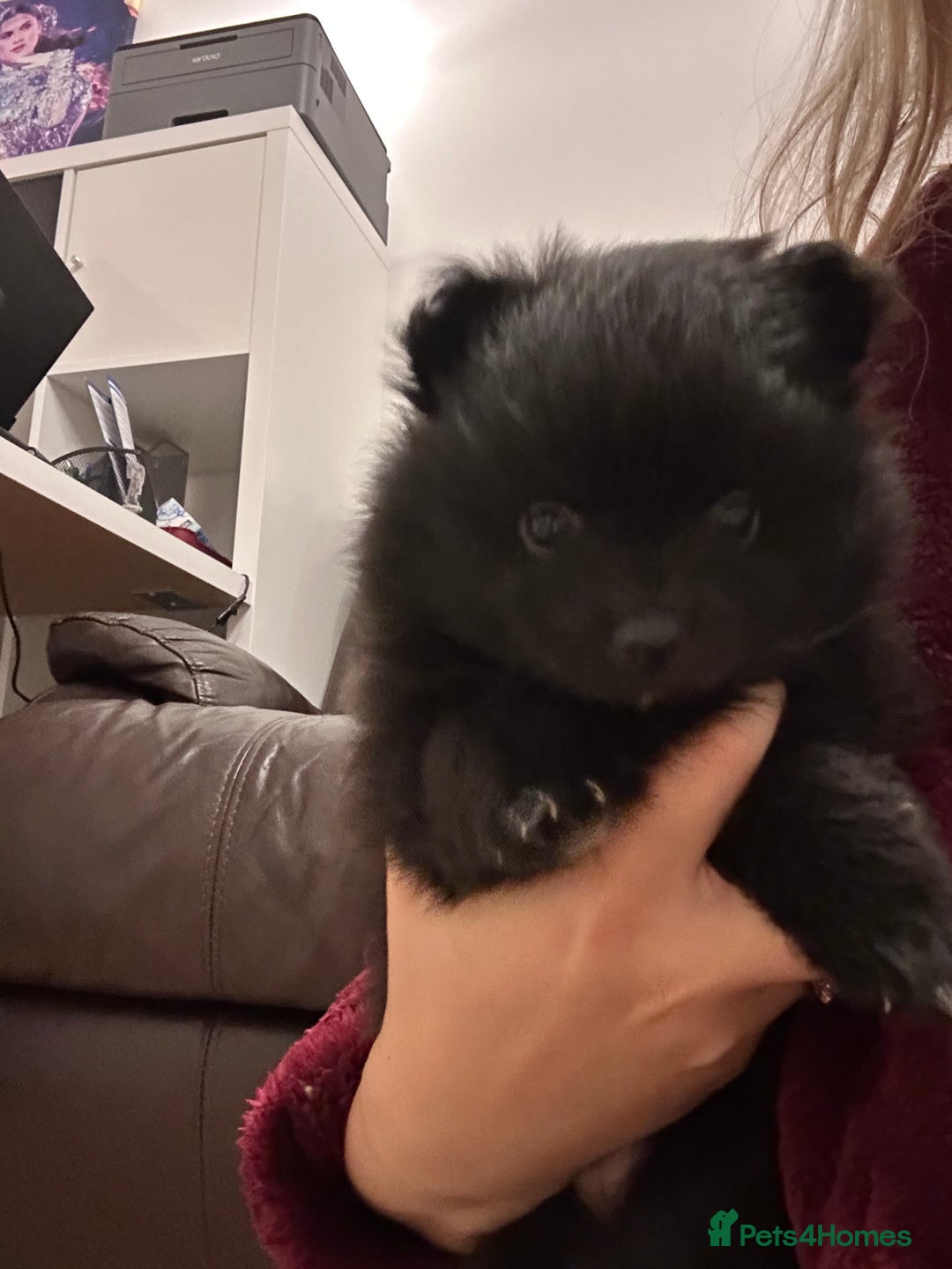Pomeranian dogs for sale: Pomeranians - ONLY BLACK BOY LEFT - Advert 22