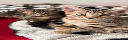 Mixed Breed cats for sale: Stunning Bengal mix Kitten  - Advert 5