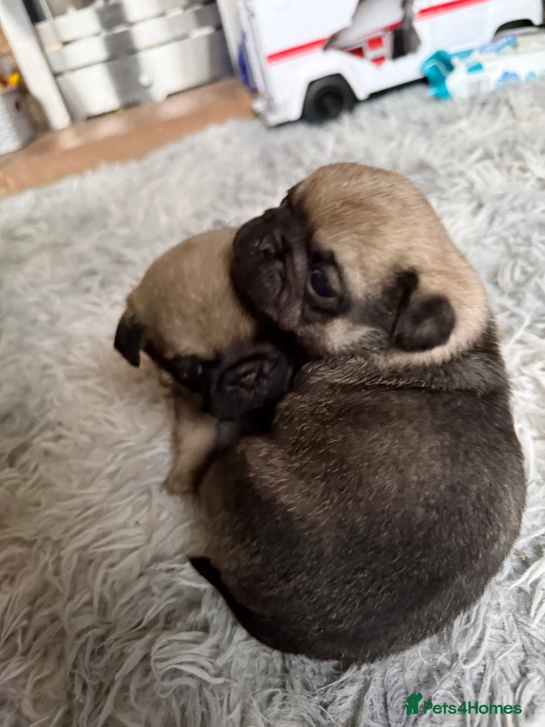 Pug dogs for sale: Pug puppies for sale  - Advert 9