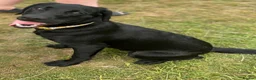 Labrador Retriever dogs for sale: Rosie  in Newport - Advert 5