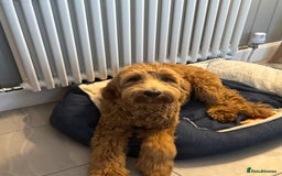 Australian Labradoodle dogs for sale: Australian Labradoodle- 9 months - Medium size  in Glasgow - Image 1