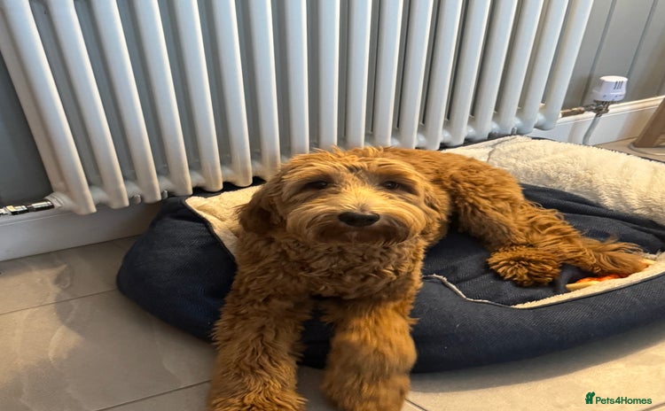 Australian Labradoodle dogs in Glasgow - Advert 11