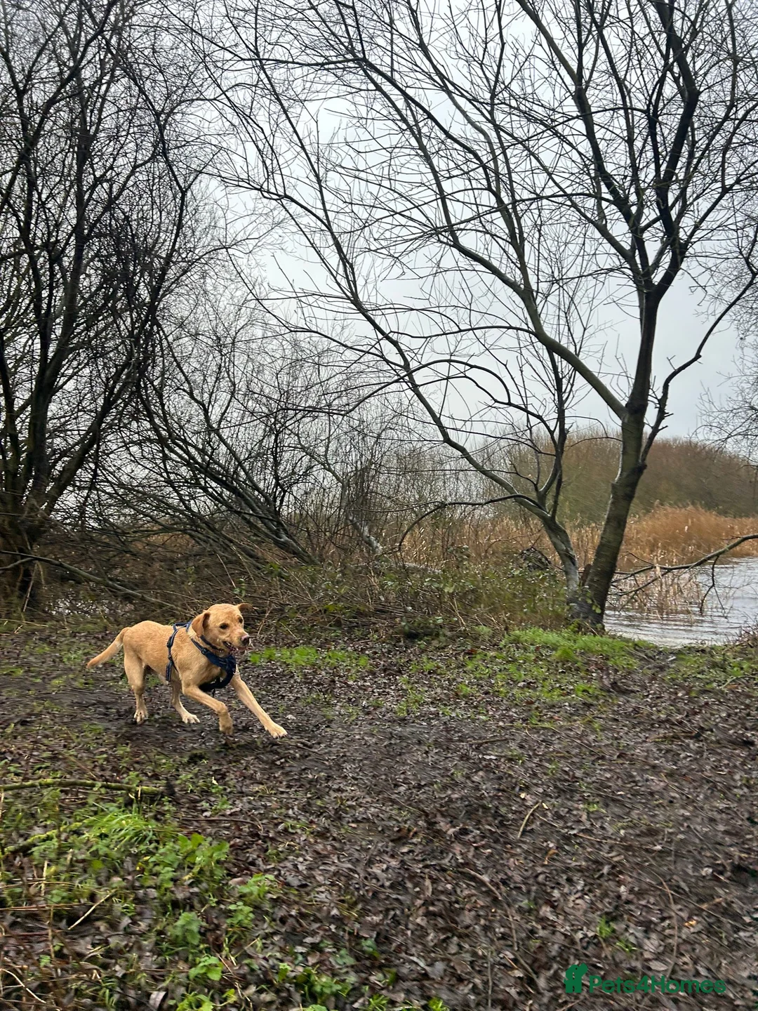 Labrador Retriever dogs for stud: Gorgeous KC Purebred Yellow Labrador For Stud - Advert 36