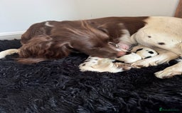 English Springer Spaniel dogs for sale: Liver and white English springer spaniel  - Image 11