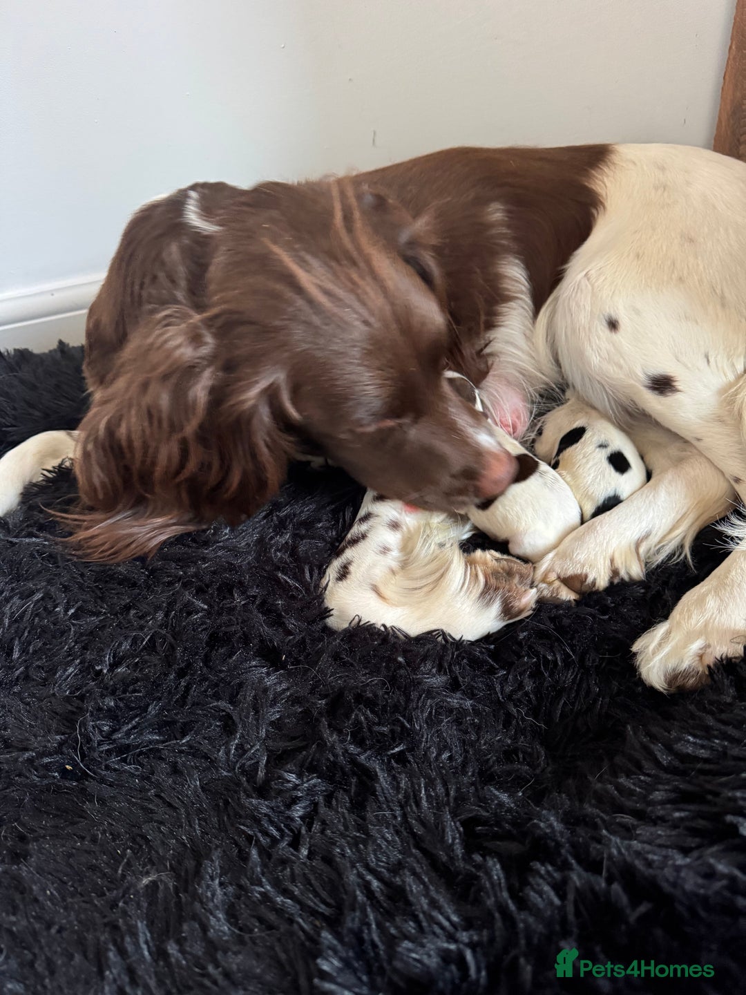 English Springer Spaniel dogs for sale: Liver and white English springer spaniel  - Image 11