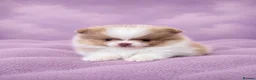Pomeranian dogs for sale: ✨🐾 Exceptional KC Pom Boy Rare Isabella Parti💖 - Advert 6