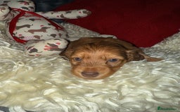 Miniature Dachshund dogs for sale: 💚🧡Stunning KC Longhaired Mini Dachshunds💚🧡 - Image 5