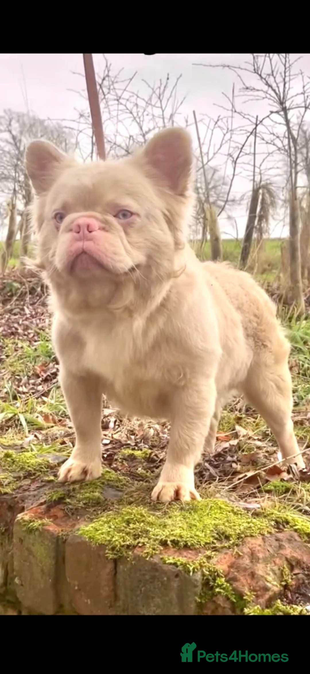 French Bulldog dogs for sale: 💥 READY SOON 💥 7 fluffy frenchies  - Advert 31