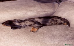 Miniature Dachshund dogs for sale: Miniature dachshund (long haired & short hair) - Image 7