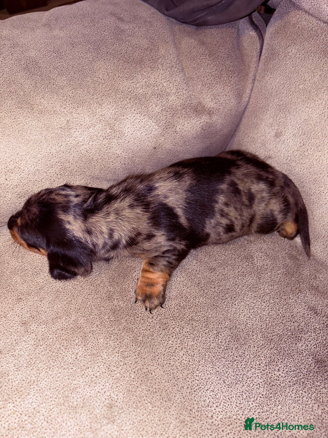 Miniature Dachshund dogs for sale: Miniature dachshund (long haired & short hair) - Image 7