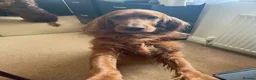 Irish Setter dogs for sale: Irish Setter Puppies in Galashiels - Advert 21