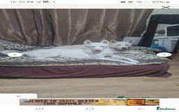 Huskita dogs for sale: For sale  - Image 3