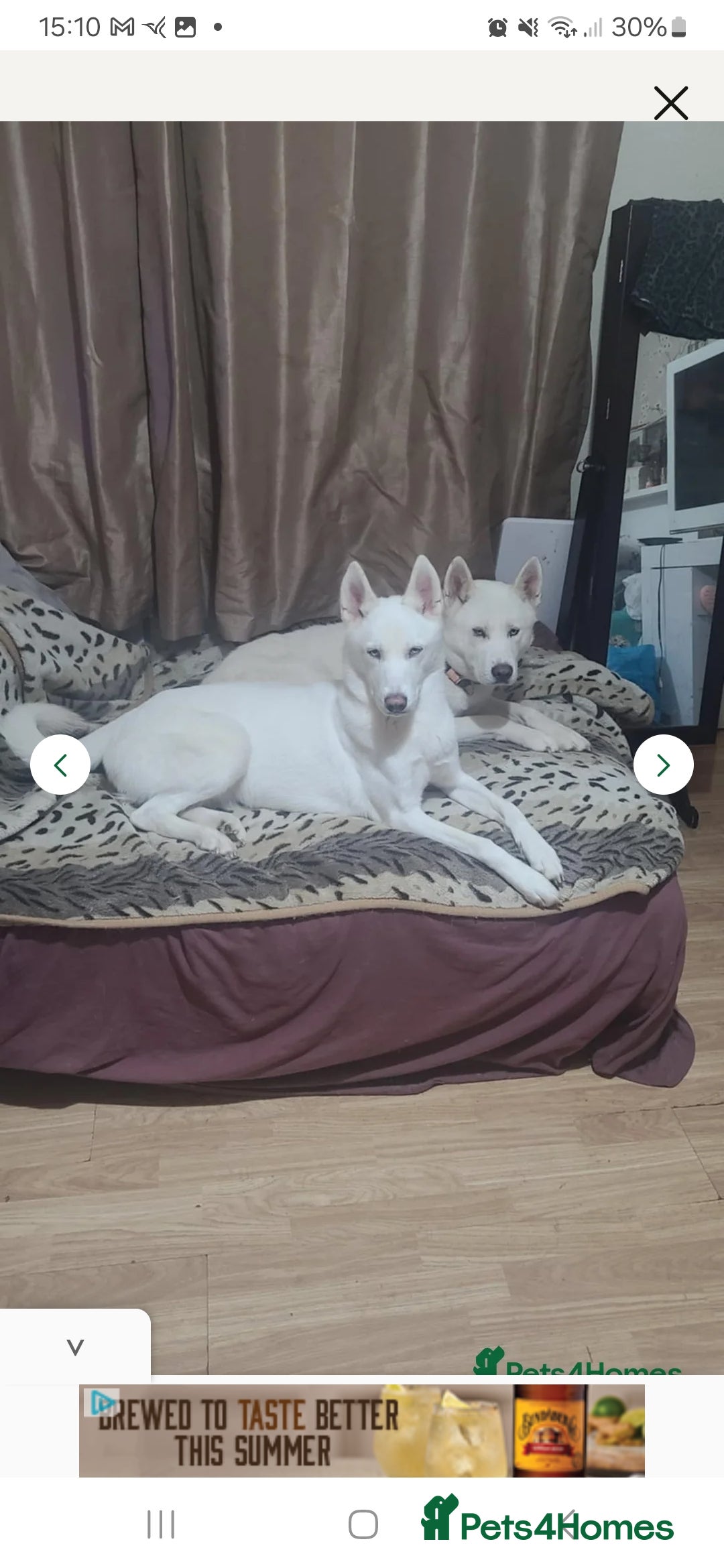 Huskita dogs for sale: For sale  - Image 3