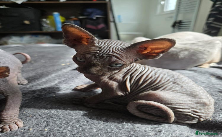 Sphynx cats - Advert 1