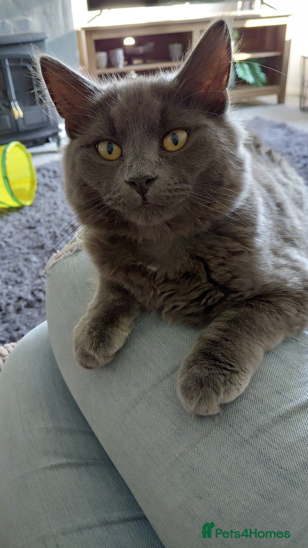 Mixed Breed cats for stud: Gorgeous silver grey boy - Advert 1