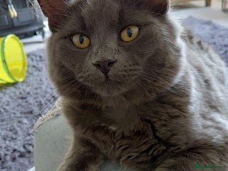 Mixed Breed cats Gorgeous silver grey boy - Advert 3