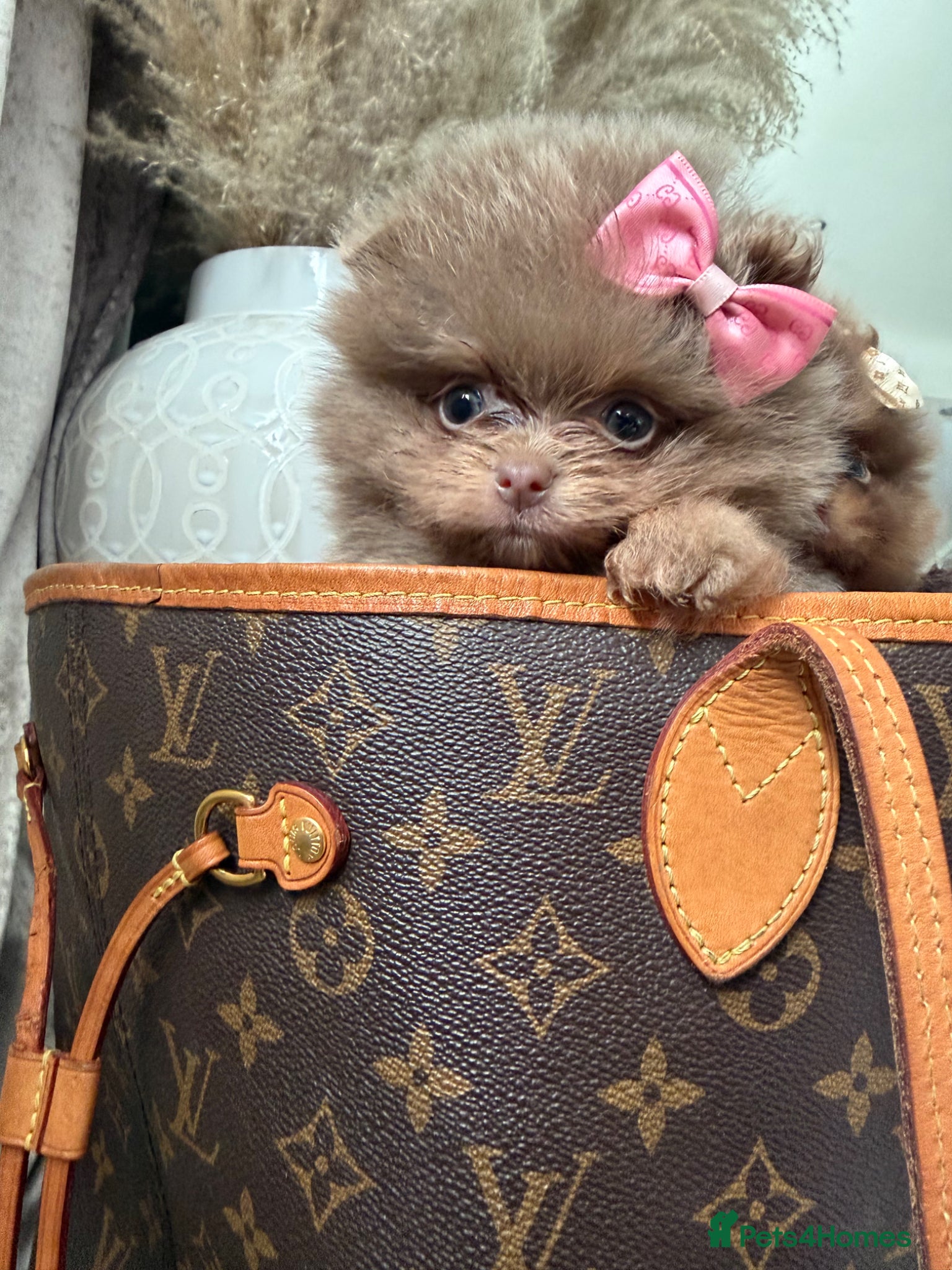 Pomeranian dogs Litter of insane quality Pomeranian pups 🔥🩷  - Advert 2