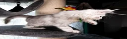 Maine Coon cats for sale: STUNNING PEDIGREE MAINE COON KITTENS - Advert 26