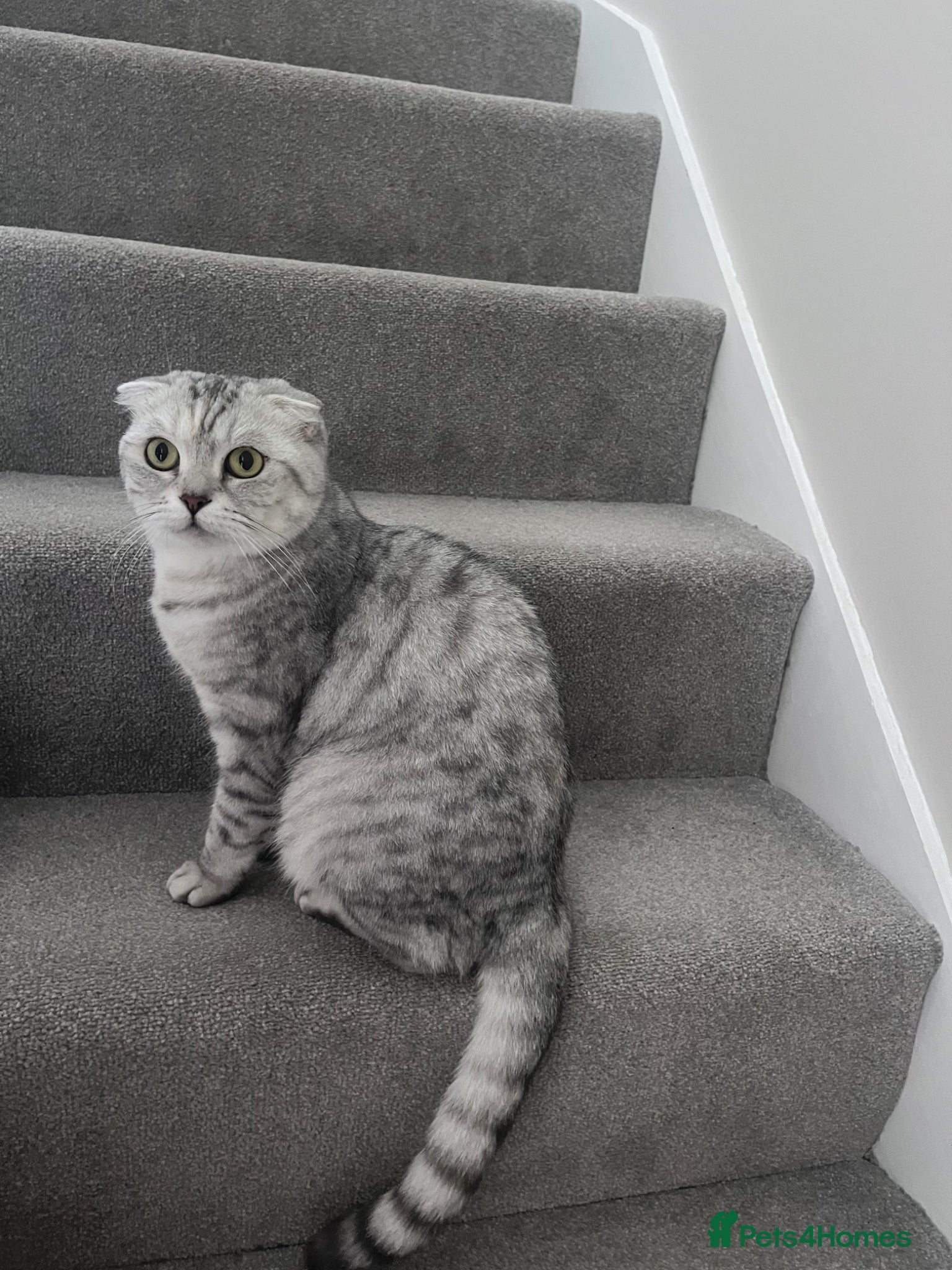 Scottish Fold cats Beautiful female Scottish fold - Advert 1