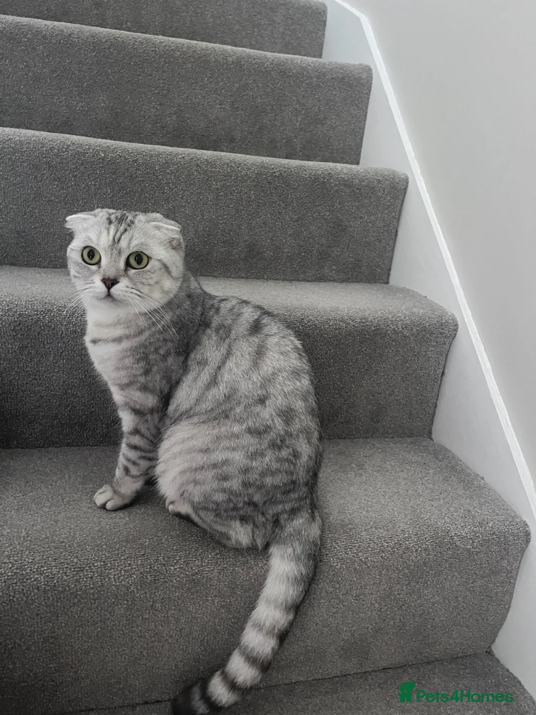 Scottish Fold cats for sale: Beautiful female Scottish fold - Advert 1