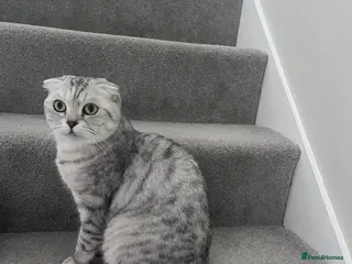 Scottish Fold cats Beautiful female Scottish fold - Advert 6