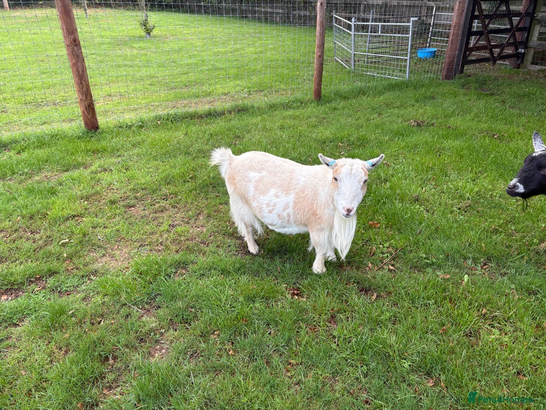 Goats livestock for sale: 4x Pygmy Goats for sale, 2 Nanny’s and 2 Wether’s - Image 5