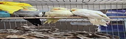 Parrots birds for sale: Stunning Parrots/Parakeets/Amazons  - Advert 30