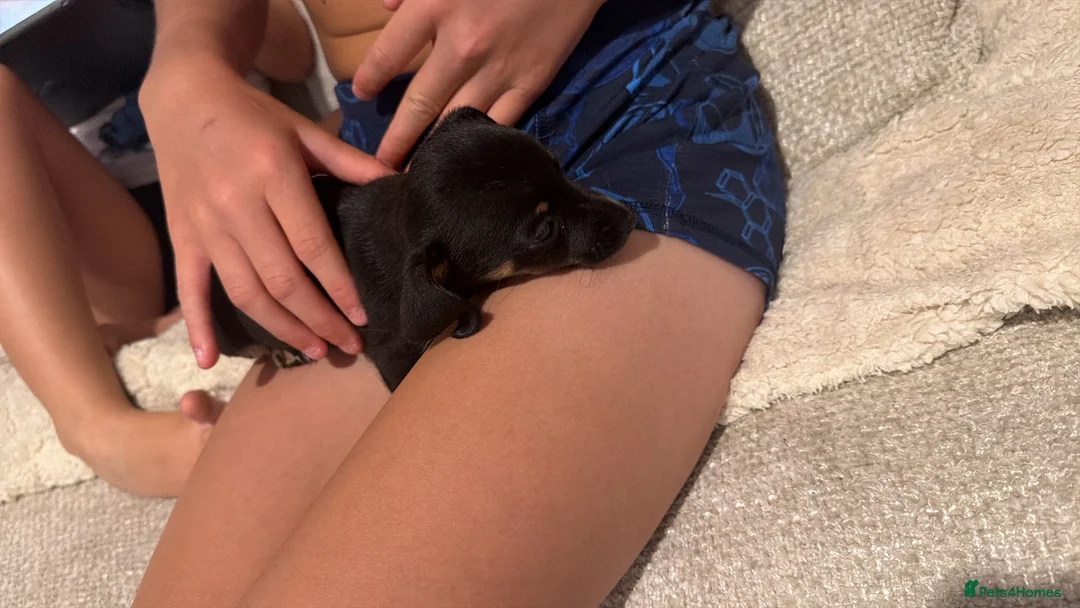 Dachshund dogs for sale: Dachshund  - Advert 6