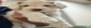 Australian Labradoodle 2