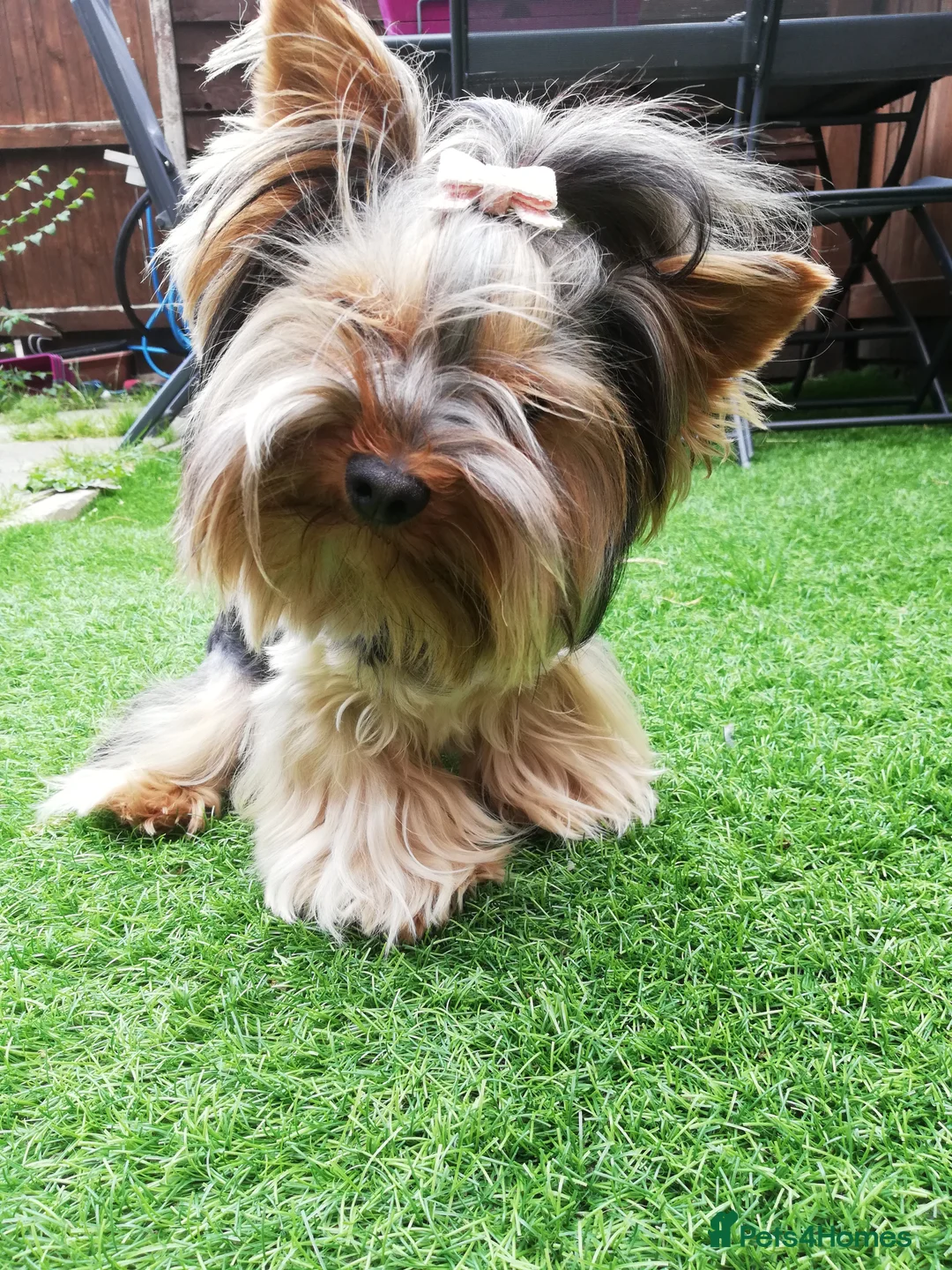 Yorkshire Terrier dogs for stud: Pedigree Yorkshire terrier for STUD only in Hull - Advert 8