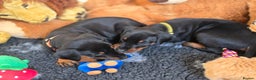 Dobermann dogs for sale: HEALTH TESTED, HOME REARED, STUNNING DOBERMAN PUPS - Advert 14