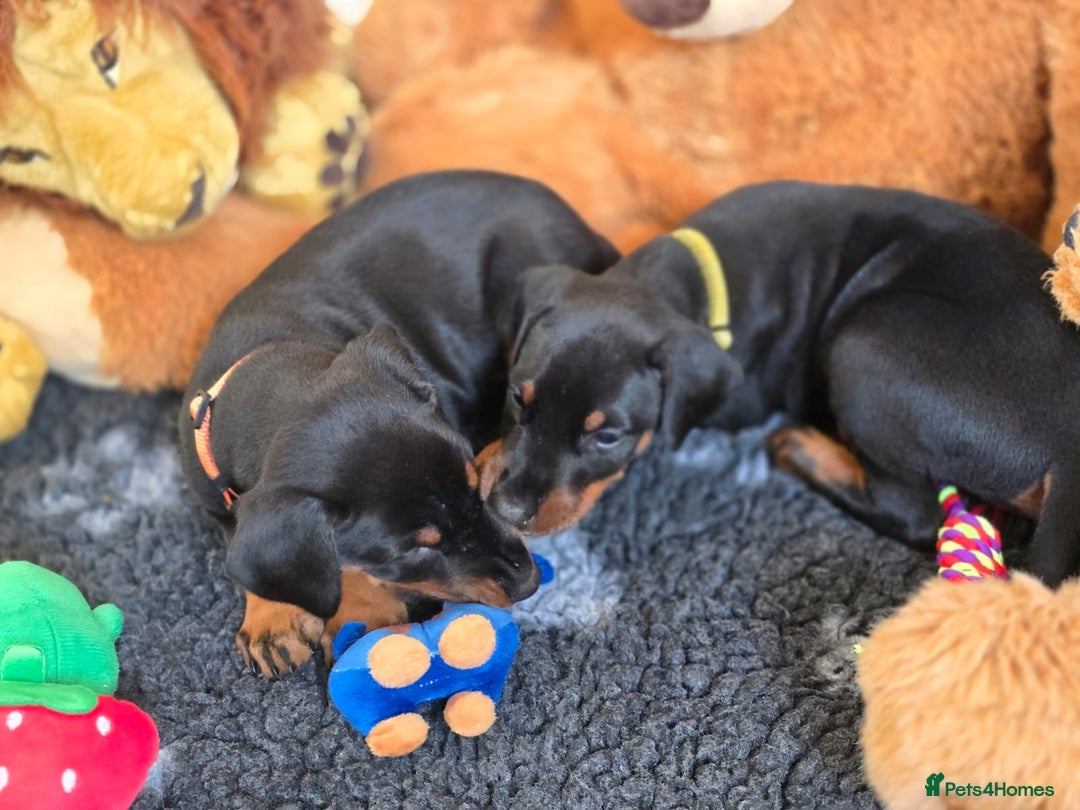Dobermann dogs for sale: HEALTH TESTED, HOME REARED, STUNNING DOBERMAN PUPS - Advert 14
