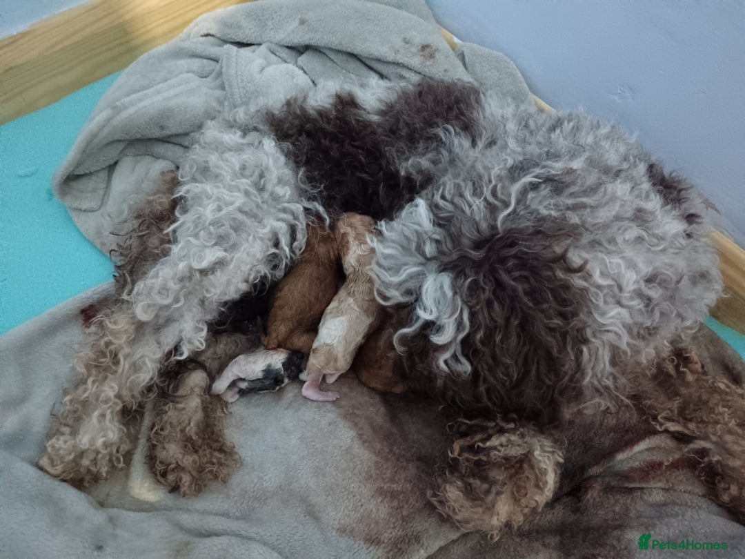 Cockapoo dogs for sale: Beautiful litter of cockapoos - Image 5