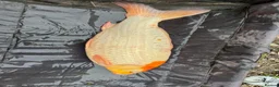 Koi Carp fish for sale: Big koi for sale  in Liverpool - Advert 3
