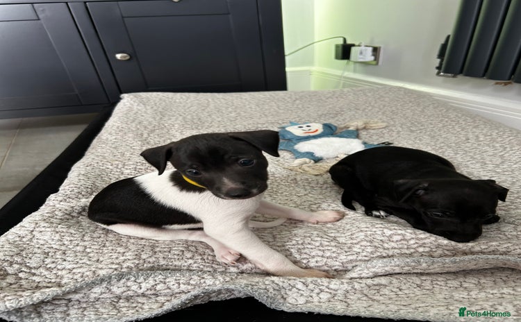 Italian Greyhound dogs - Advert 1