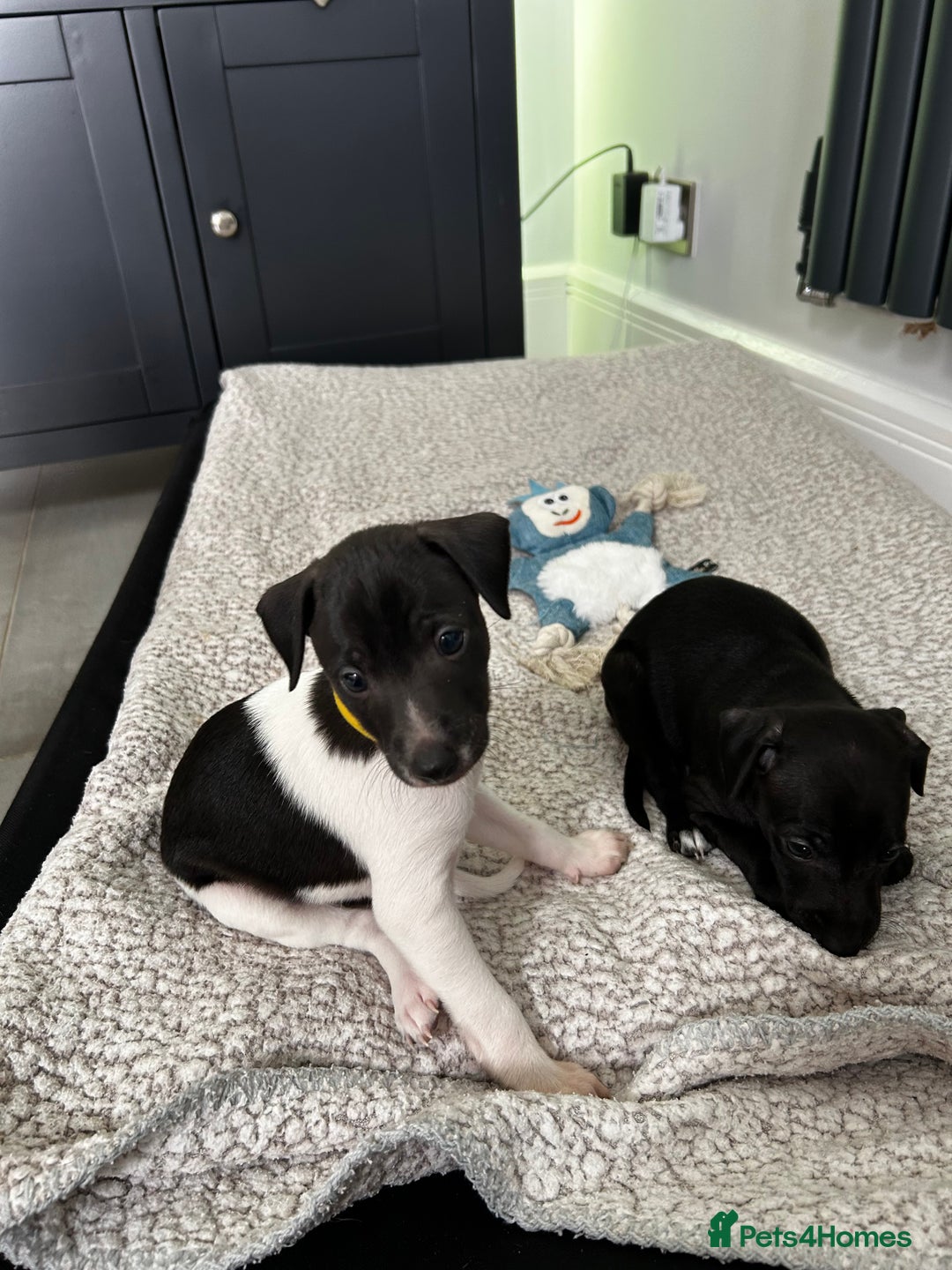 Italian Greyhound dogs for sale: Gorgeous iggy pups - Image 1