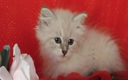 Siberian cats for sale: Siberian kittens for sale  - Image 3