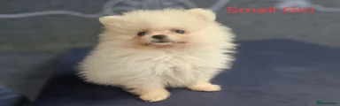 Pomeranian Puppy 3