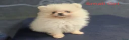 Pomeranian dogs for sale: Amazing Pomeranian  **  Puppy pure White colour in Salford - Advert 17