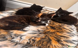 Domestic Shorthair cats for sale: 4 kittens(2 females,2 males) - Image 6