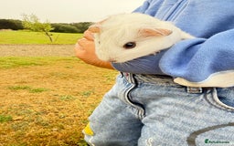 Guinea Pig rodents for sale: Baby Guinea pigs for sale  - Image 3