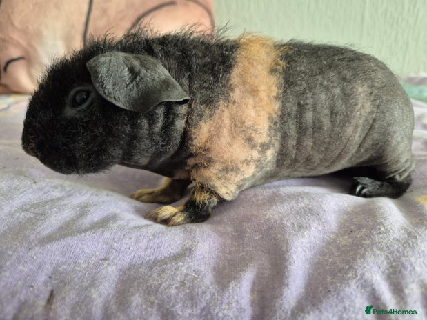 Guinea Pig rodents - Advert 1
