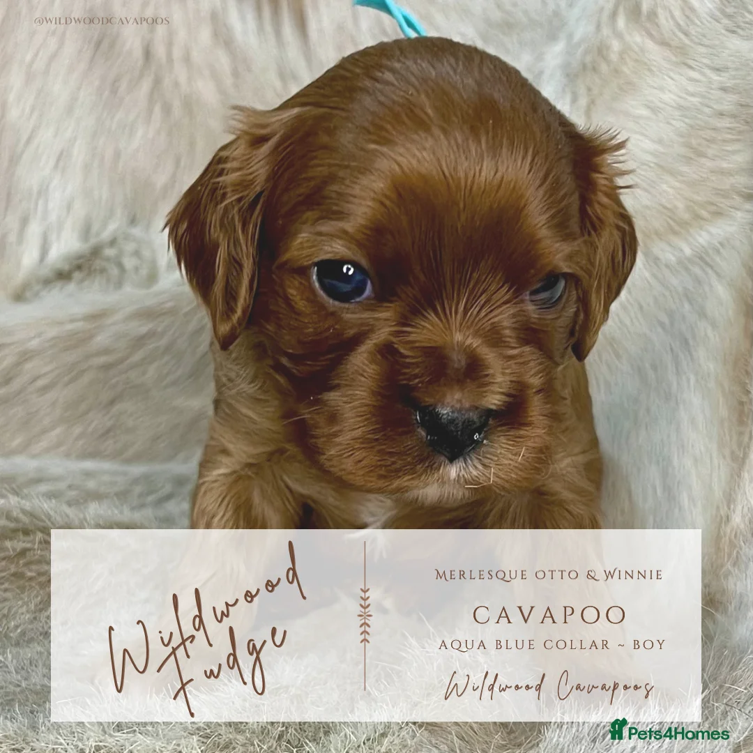 Cavapoo dogs for sale: 5 ⭐️ LICENSED BREEDER HEALTH TESTED F1b CAVAPOOS - Advert 5
