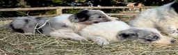 Border Collie dogs for sale: Beautiful Border Collies, proven agility obedience - Advert 20