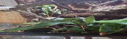 Mixed Breed reptiles for sale: Red eyed green tree frogs and madagascan gecko  - Advert 2