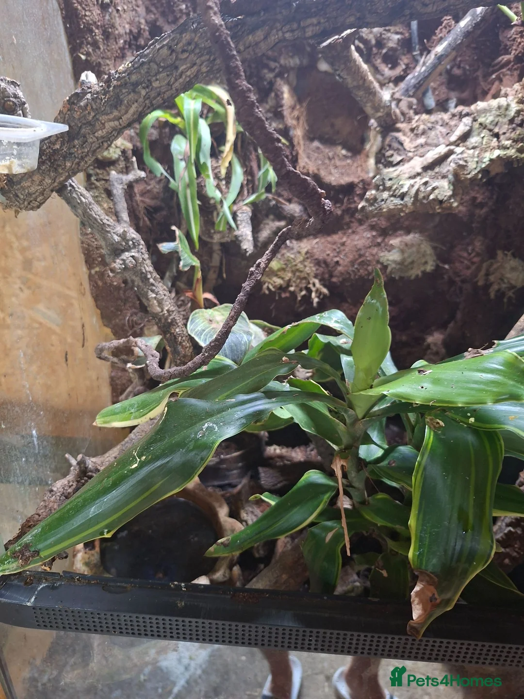 Mixed Breed reptiles for sale: Red eyed green tree frogs and madagascan gecko  - Advert 2