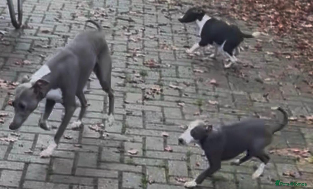 Whippet dogs for sale: Gorgeous whippet puppies for sale  - Advert 7