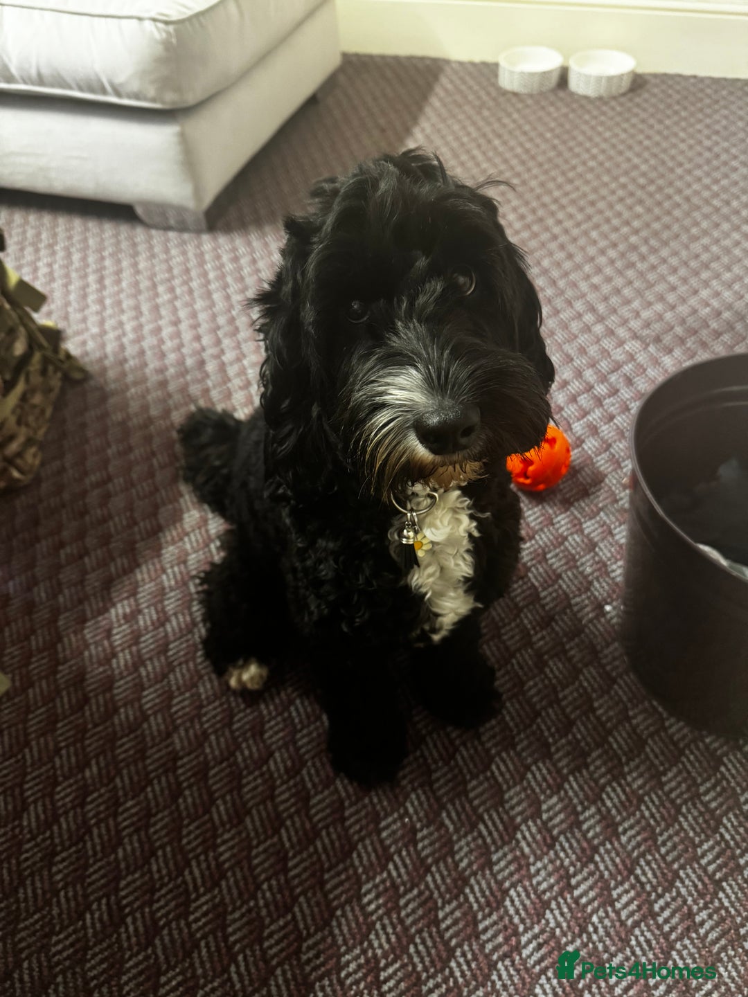 Cockapoo dogs for sale: 🍫🐶1 Female Pup Left-F1b Chocolate Cockapoo🐶🍫  - Advert 2