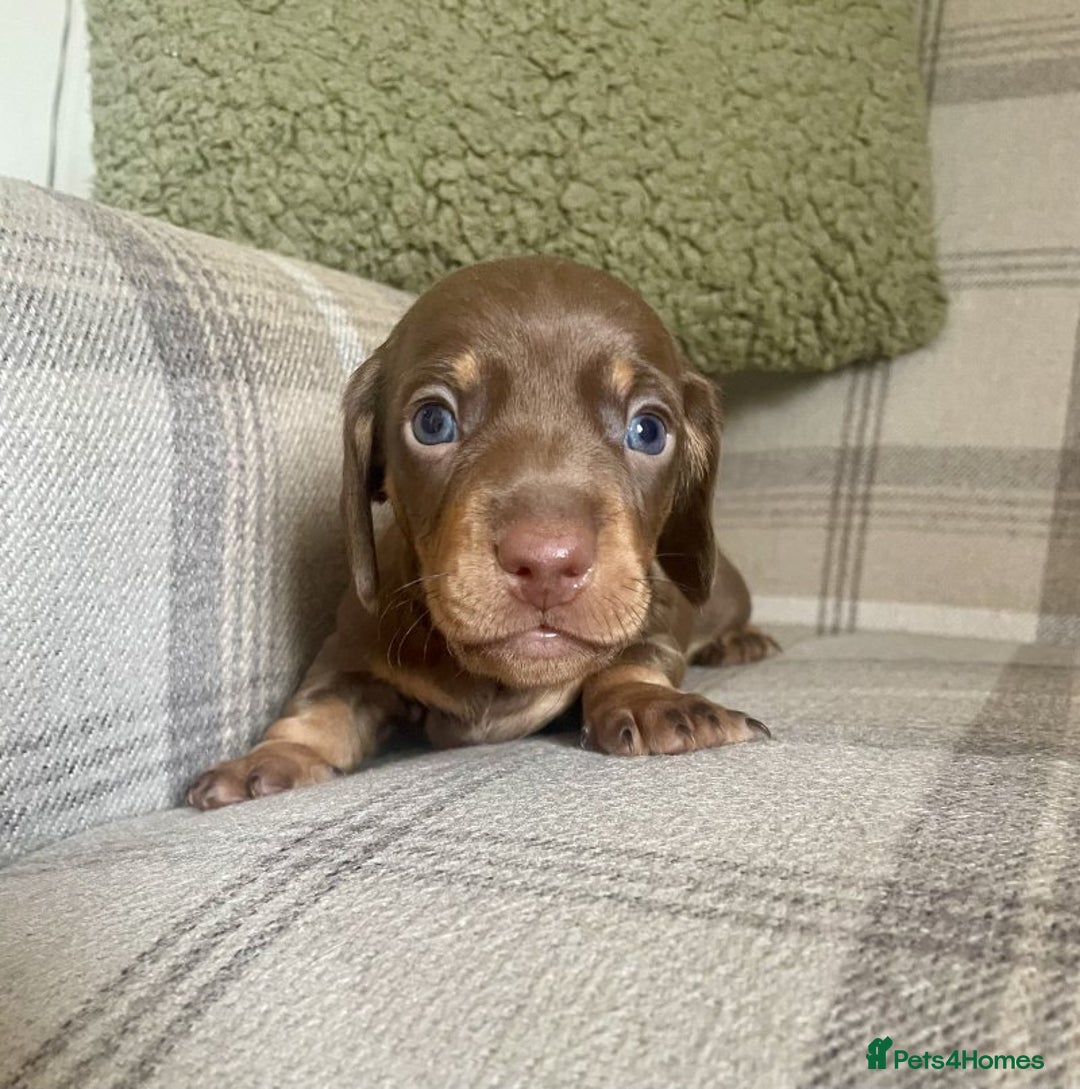 Miniature Dachshund dogs for sale: LOVELY MINIATURE DACHSHUNDS PUPPIES - Image 4