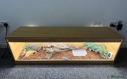 Python Snake reptiles for sale: Albino Royal python and full vivarium setup  - Advert 5